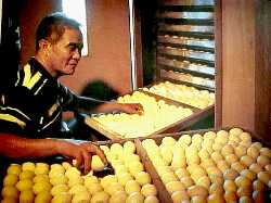 Balut Business